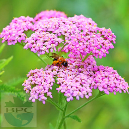 Yarrow Essential Oil 5% (Hungary)