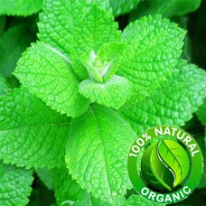 Spearmint Floral Water