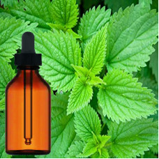 Stinging Nettle Tincture