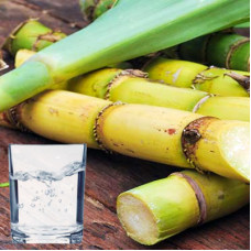 Sugarcane Extract 