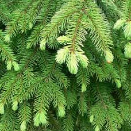 Spruce Essential Oil (Hemlock)