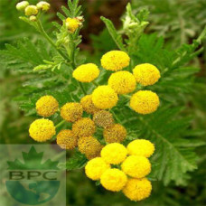 Tansy Blue Hydrosol (Morocco)