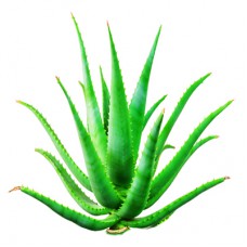 Aloe Vera Oil 