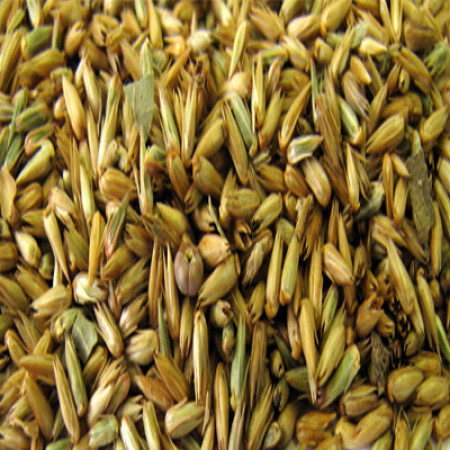 APAMARGA SEED WHOLE