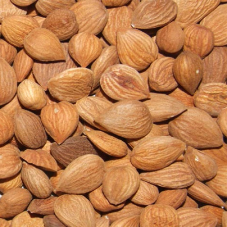 APRICOT KERNELS