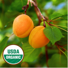 Apricot Kernel Oil Virgin Organic