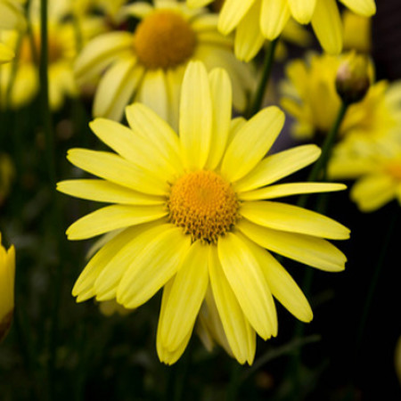 Arnica Oil