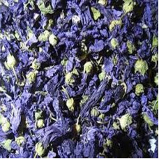 MALVA FLOWER BLUE WHOLE 