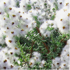 Cape Snowbush Essential Oil South Africa