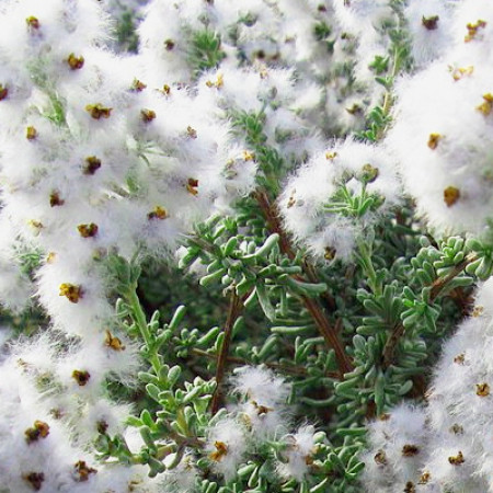 Cape Snowbush Essential Oil South Africa