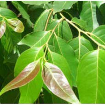 Cinnamon Leaf Essential Oil