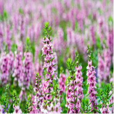 Clary Sage Essential Oil (Bulgaria)