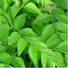 Curry Leaf Essential Oil