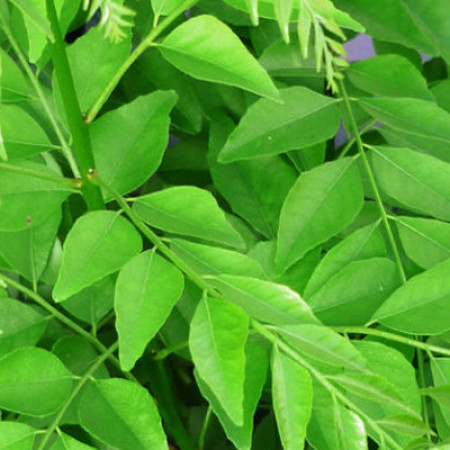 Curry Leaf Essential Oil