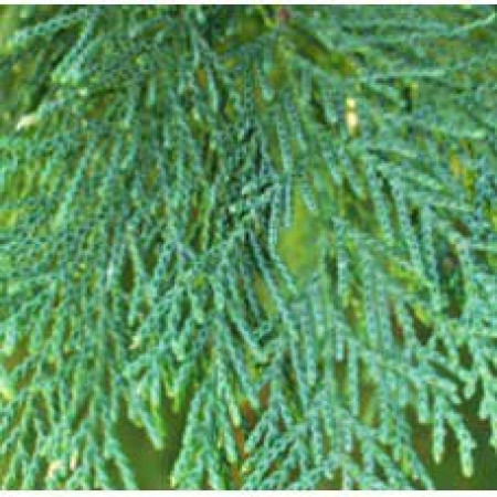 Cypress Essential Oil (France)