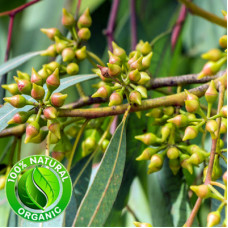 Eucalyptus Globulus Oil ORGANIC