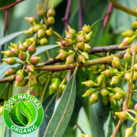 Eucalyptus Globulus Oil ORGANIC