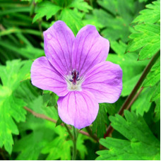 Geranium Essential Oil (Egyptian)