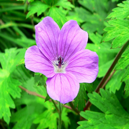 Rose Geranium Essential Oil 5%