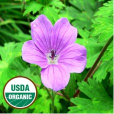 Geranium Essential Oil Organic