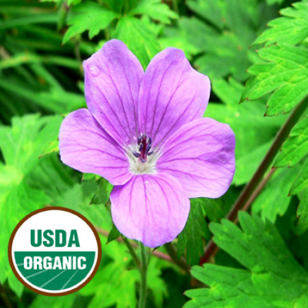 Geranium Essential Oil Organic