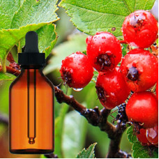 Hawthorn Berry Liquid Extract