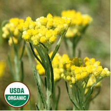 Helichrysum Essential Oil ORGANIC