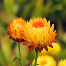 Helichrysum Essential Oil (Morocco)