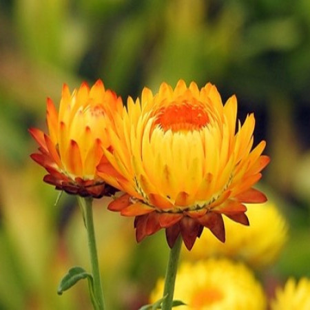 Helichrysum Floral Water