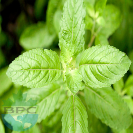 Tulsi (Holy Basil) Hydrosol (CANADA)