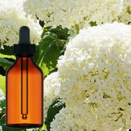 Hydrangea Liquid Extract