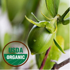 Jojoba Golden Oil ORGANIC