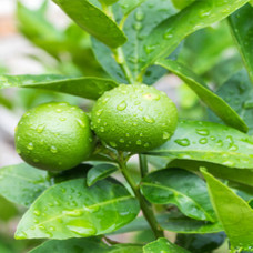 Lime Essential Oil (Mexico)