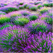 Lavender Kiss Fragrance Oil