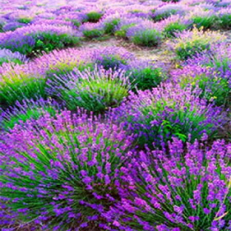 Lavender Kiss Fragrance Oil