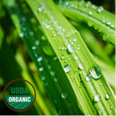 Lemongrass Essential Oil Organic