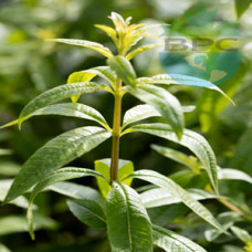 Lemon Verbena Hydrosol (CANADA)