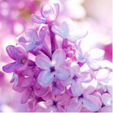 Lilac Love Fragrant Oil