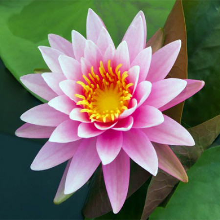 Lotus Pink Absolute