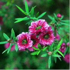 Manuka Essential Oil 