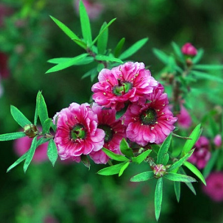 Manuka Floral Water