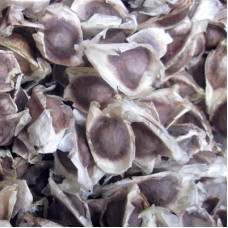 MORINGA SEED WHOLE 