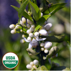 Neroli Essential Oil ORGANIC