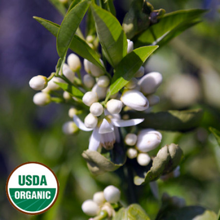 Neroli Essential Oil ORGANIC