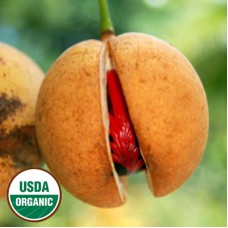 Nutmeg Essential Oil Organic