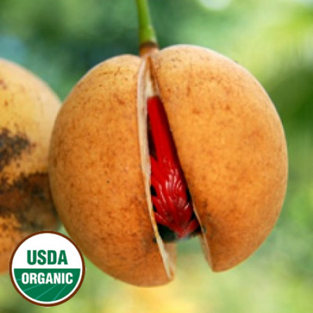 Nutmeg Essential Oil Organic