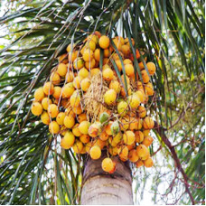 Palm Kernel Oil RBD 