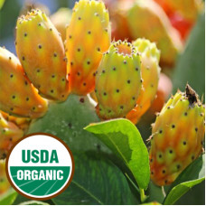 Prickly Pear Seed Oil Virgin ORGANIC