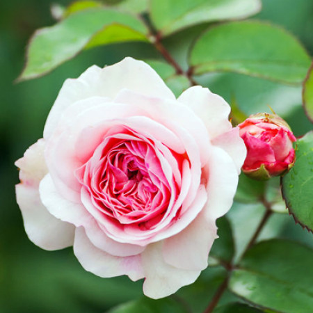 Rose Floral Water (BULGARIAN)