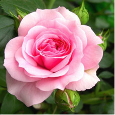 Pink Rose Fragrant Oil